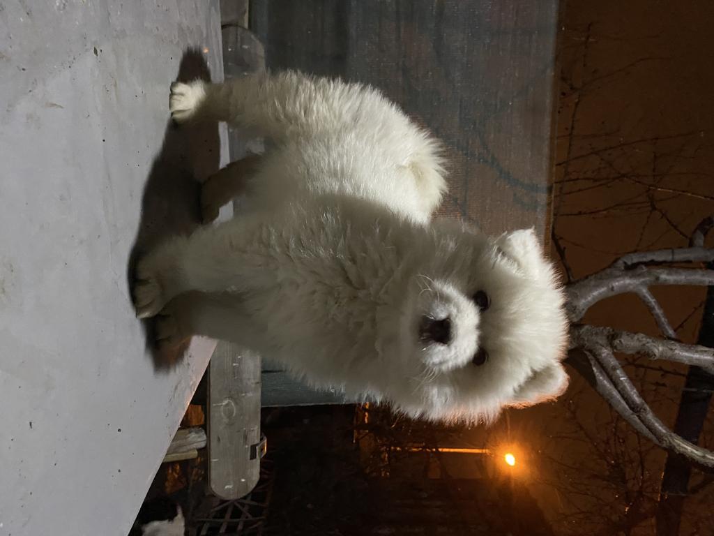 Kar Beyaz Samoyed Yavrular Petcim