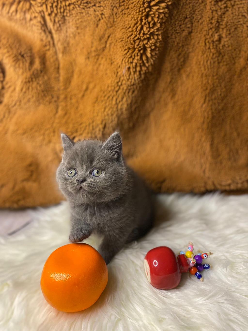 British Shorthair Yavru Kediler Petcim