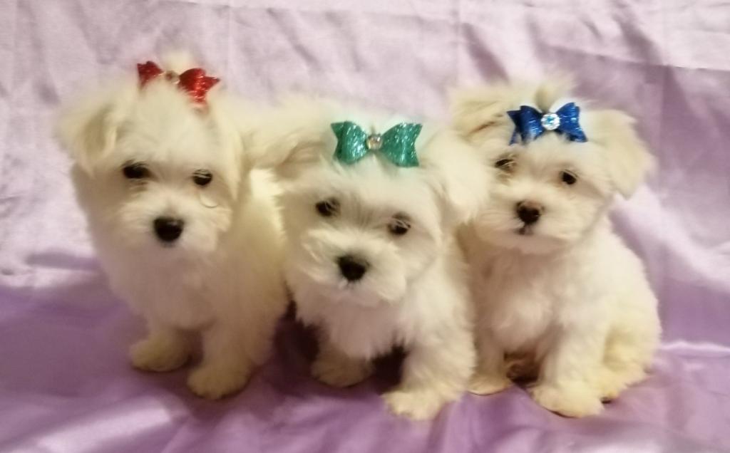 Wc E Itimli En G Zel Kar Beyaz Maltese Terrier Petcim