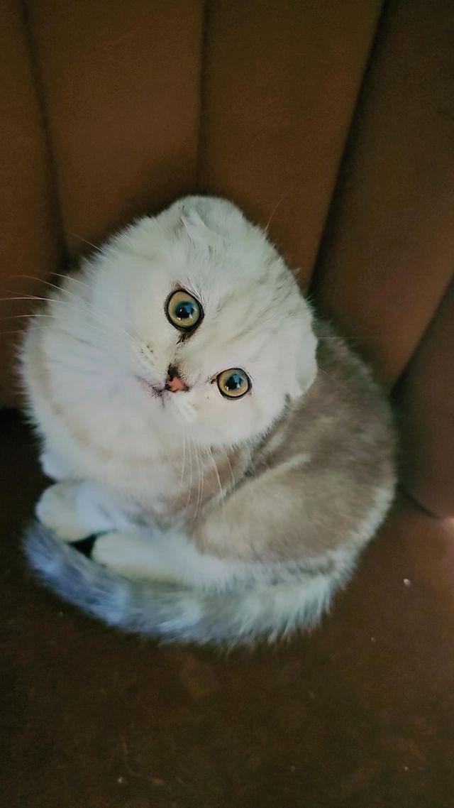 Beyaz Scottish Fold Yavrumuza Yeni Yuva Ar Yoruz Petcim