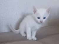 Ankara angora kedisi erkek