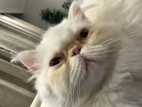 7 aylık tam aksesuarlı Scrli çipli iran kedisi