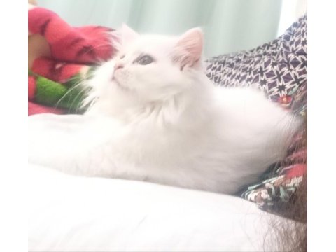 Ücretsiz sahiplendirme 5 aylık chinchilla kedisi