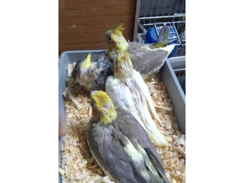 Yumurtalı yavru veren garanti sultan papağanı çiftim