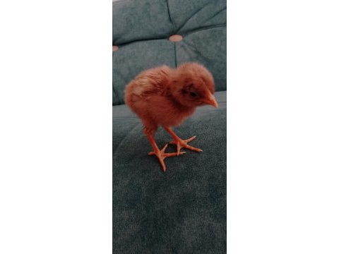 Satılık tavuk