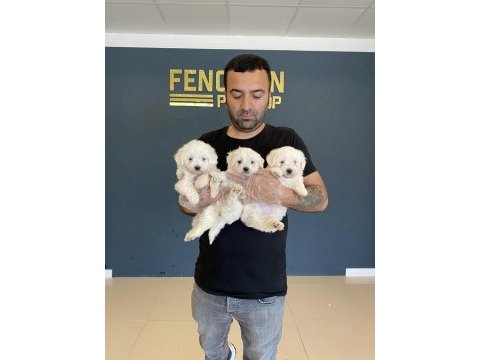 Kar beyaz mini maltese terrier yavruları safkan belgeli 