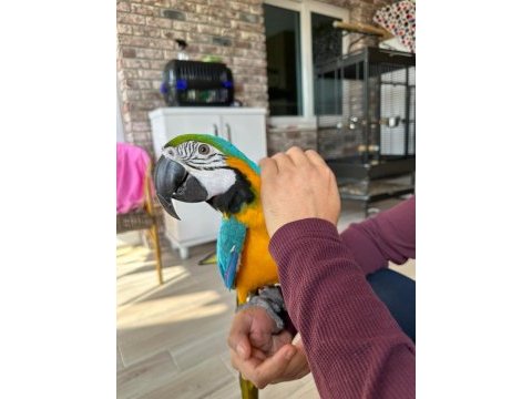 Ara macaw papağanı