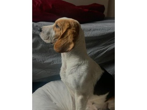 Ücretsiz beagle (sahiplendirme)
