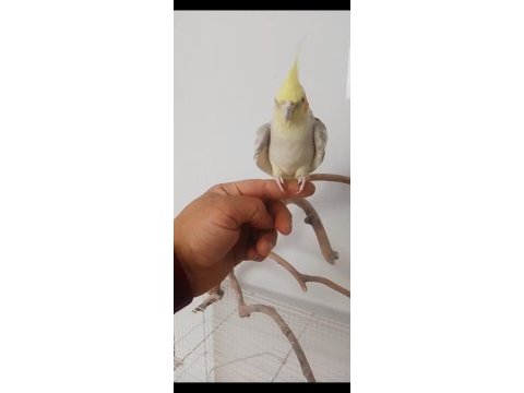 Konuşan full evcil erkek sultan papağanı