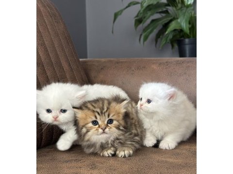 3 farklı renk seçeneği ile iran kedisi yavru kedilerimiz