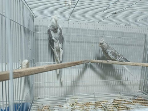 Sahiplendirme sultan papağanlar