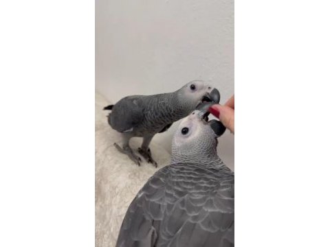 Jako papağanı bebekler hazır yuvalarına uçmaya
