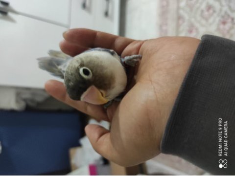3.5 aylık sevda papağanı