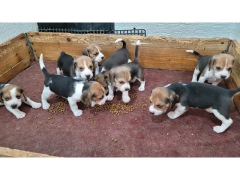 Safkan ırk garantili beagle yavrular