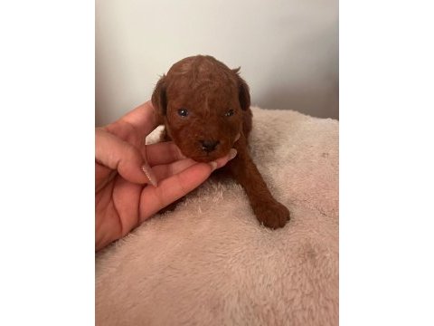 Anne altından red brown toy poodle