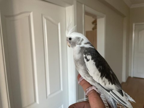6 aylik erkek wifi sultan papağanı