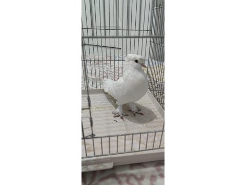 Beyaz paçalı güvercin