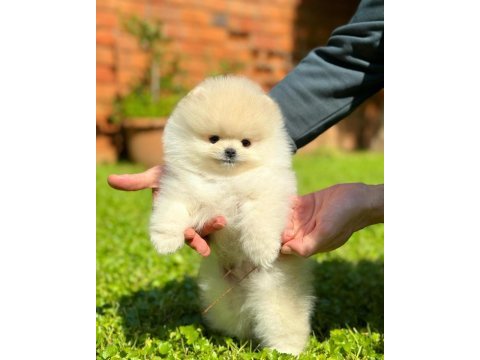 Pomeranian mini boy