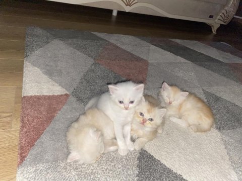 2 kız ve 1 erkek chinchilla kedisi