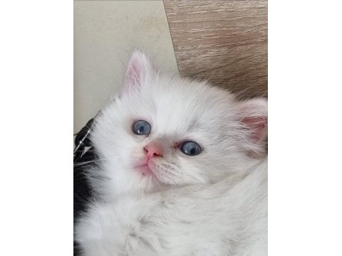 Kedi dişi iki ay yaş persian