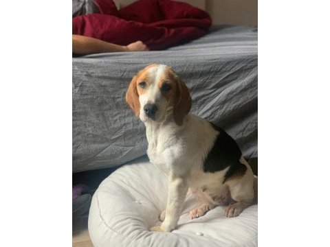 Ücretsiz beagle (sahiplendirme)