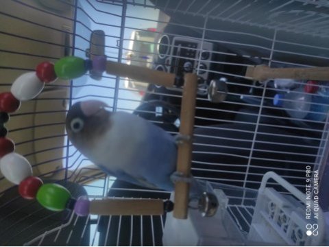 3.5 aylık sevda papağanı