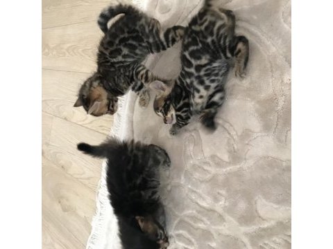 Ödüllü babadan 3 adet yeni doğan bengal kedisi