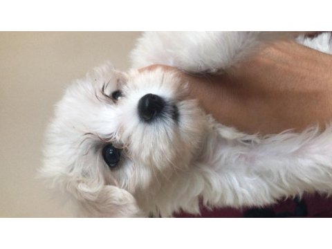 2.5 aylık 1 numara maltese terrier