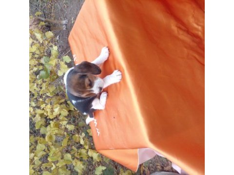 Elizabeth beagle cinsi yavrular