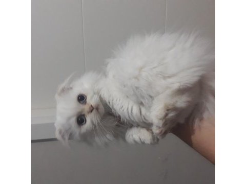 İran kedisi 2,5 aylık