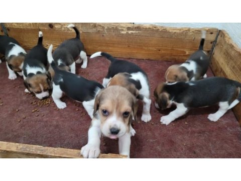 Safkan ırk garantili beagle yavrular