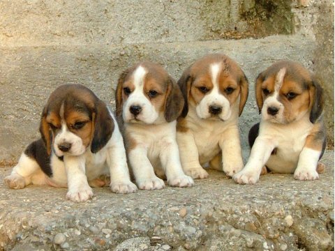 Beagle yavrularımız evinizin neşesi olacaktır