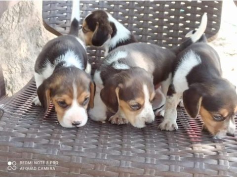 Beagle yavrular