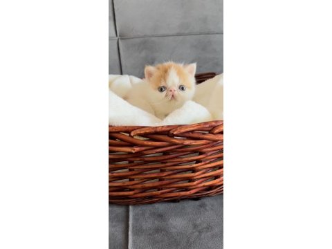Show face exotic shorthair snoopy
