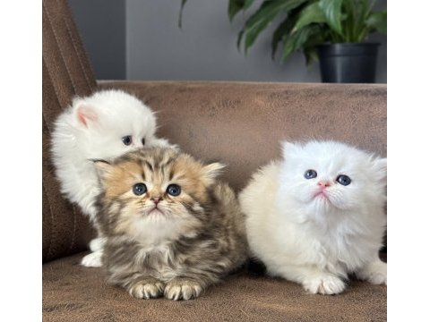 3 farklı renk seçeneği ile iran kedisi yavru kedilerimiz