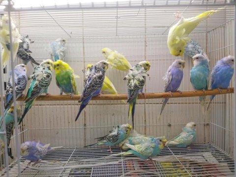 Japones muhabbet kuşlarımız