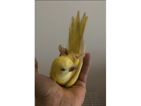 Lutino sarı monk yavru papağanlar