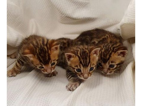 Rus şecereli 1. sınıf bengal kedisi yavruları
