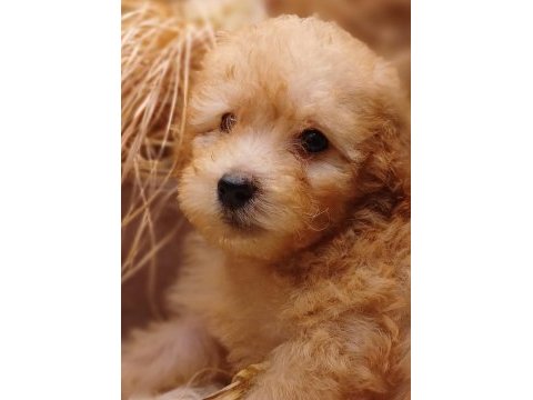 Afacan toy poodle