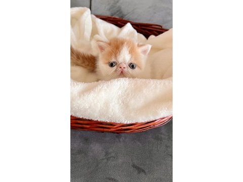 Show face exotic shorthair snoopy