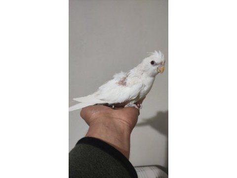 Albino sultan papağanı bebek