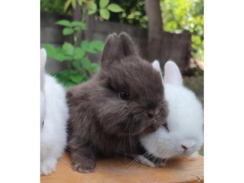 Orjinal bebek cüce tavşanlar