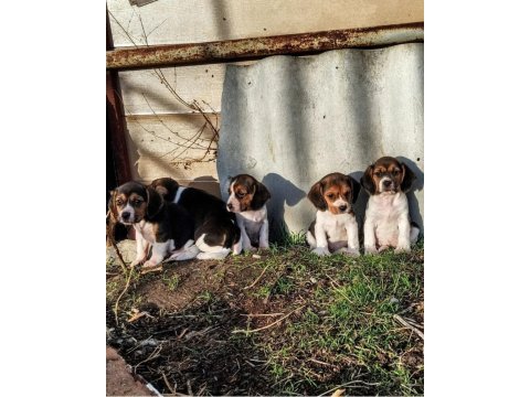Elizabeth beagle köpeği bebekleri
