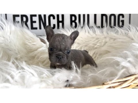Blue french bulldog yavrularım