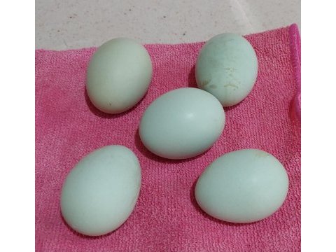 Mavici yeşilli kuluçkalık yumurta