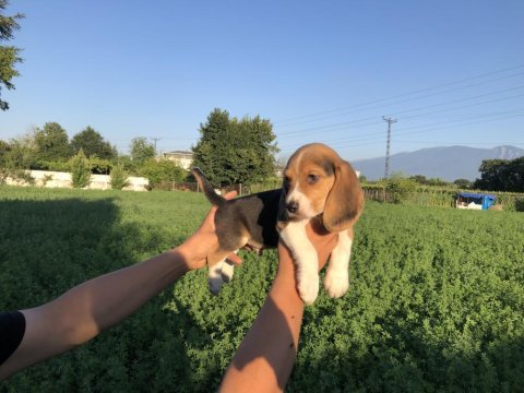 Safkan beagle bebeklerimiz