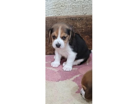 Safkan ırk garantili beagle bebekler