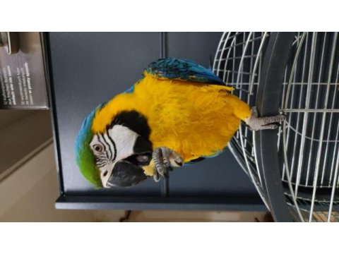 El besleme yapılmış bebek macaw yeme düştü