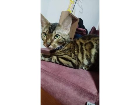 Bengal kedisi 7 aylık