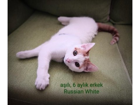 Russian white baby